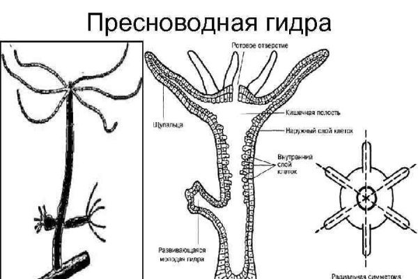 Ссылки на кракен маркетплейс тг